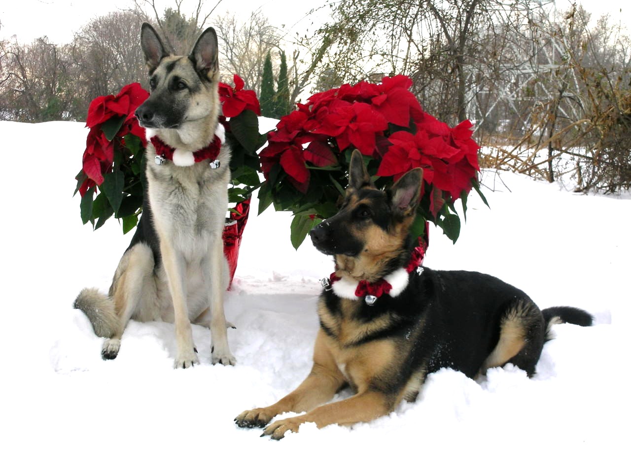 Flowers
                                                      Shepherds